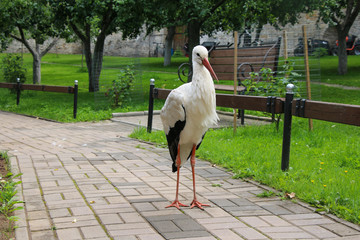 stork © Лом-Али Бисаев