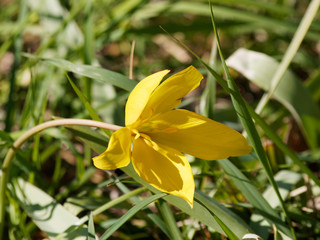 Fototapeta na wymiar Close up on yellow petals of wild tulip (Tulipa sylvestris)