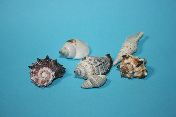 the sea shells on the blue background