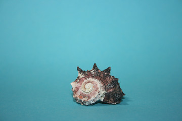 the sea shells on the blue background