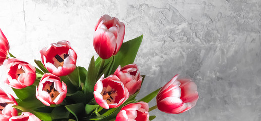 Pink tulips  banner. Tulips on grey background. lay out design  with text space. Spring flowers