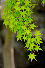 Fototapeta premium Fresh spring background. Maple branch. Green foliage of Japanese maple in a stone garden. Natural background of maple leaves and rocks in the sun rays.