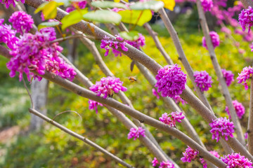 Obraz premium Bunches of pink flowers. Blooming cercis tree. Beautiful floral background. Purple flowers on the branches