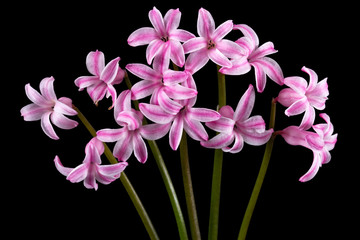 Bouquet of pink flowers of hyacinth, isolated on black background