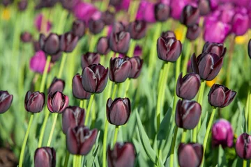 Gordijnen Black tulips field © Gary Shiu