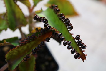 Żyworódka Kalanchoe płodnolist