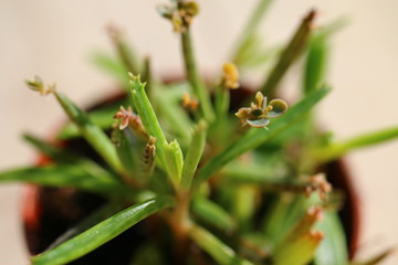 Żyworódka Kalanchoe płodnolist