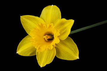 Flower of yellow Daffodil (narcissus), isolated on black background