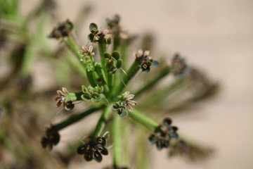 Żyworódka Kalanchoe płodnolist