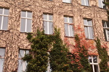 Fototapeta na wymiar Green and red ivy creeping up a wall in Berlin Germany