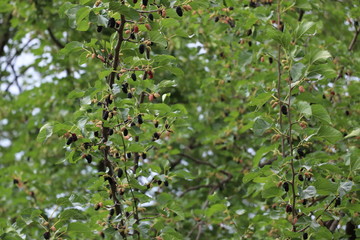 There is a lot of delicious food on the mulberry tree