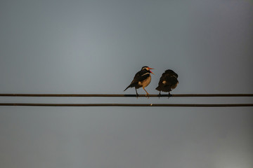 Two birds on a wire