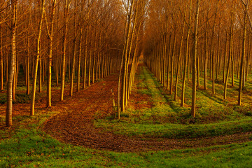poplars alley view in the countryside