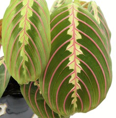 Maranta Leuconeura leaf, detailed closeup