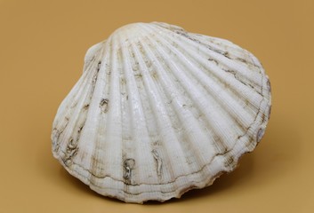 White Queen scallop, aequipecten opercularis, isolated at a beige beackground