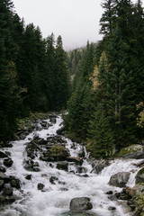 Obraz premium mountain river on the background of the forest