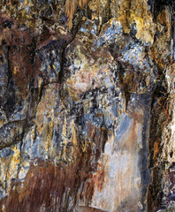 Colorful section of cracked petrified wood