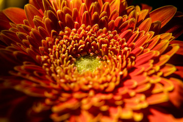 closeup of orange flower