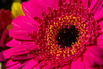 closeup of pink flower