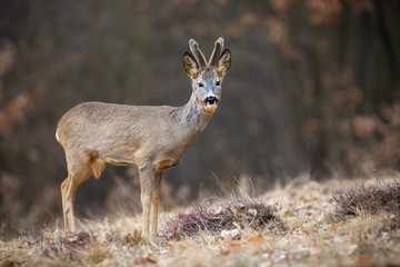 Cute male of roe deer, capreolus capreolus, buck, looking into the camera while looking for something to eat. Forest ruminant with velvet antlers with innocent look. Wild animal grazing on the dry