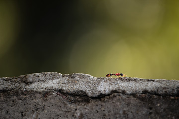 Ant on rock
