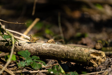 butterfly on a wood trunk