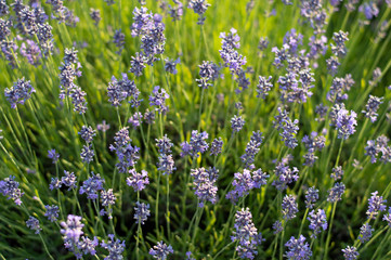 Fototapeta premium Blooming lavender. Lavender field. lavender flowers in Provence