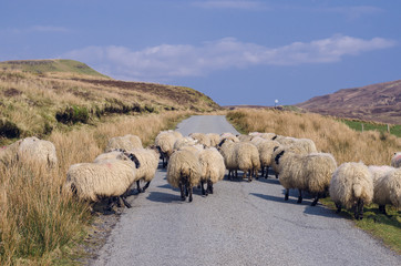 Scotish sheep running to the pasture on the street