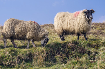 Grazing sheep in the meadow