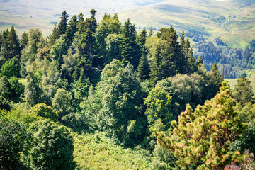Scenic landscape with mountain pine and spruce forest