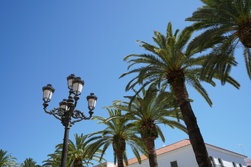 Palm trees are part of everyday city life in the southern countries