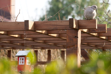 Eurasian collared dove (Streptopelia decaocto) on the roof of a garden gazebo