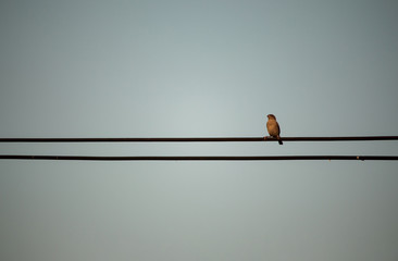 birds on wire