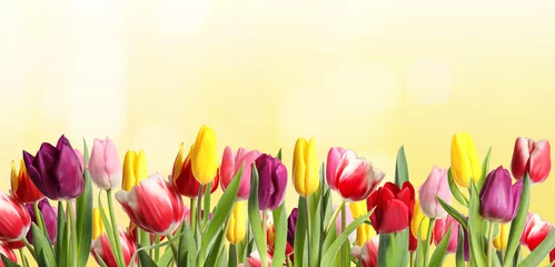 Foto op Plexiglas Many beautiful tulips on light background. Banner design © New Africa