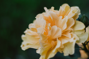 petals of a yellow orange flower closeup