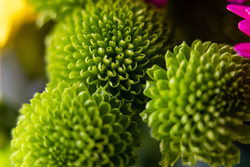 close up of green flowers