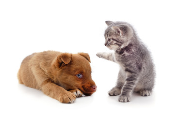 Fototapeta premium Red dog with a kitten.