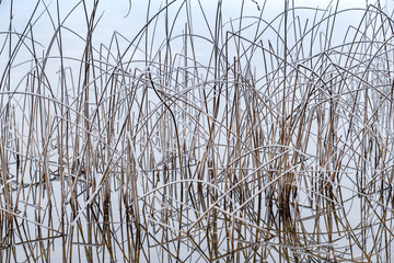 Landscape of a dry grass, a cane in the foreground, the forest on a background, grass is covered with hoarfrost, tranquillity