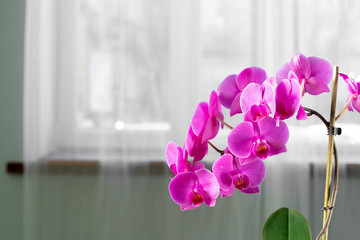 Beautiful purple  Orchid flowers on a branch hanging in the air