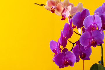 Orchid bloom flowers branch on yellow background close up