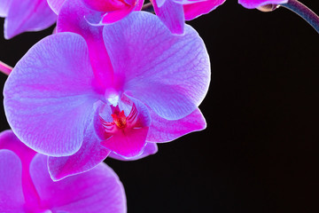 Branch of orchid flowers on dark background in neon light close up
