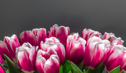 Pink tulips  banner. Tulips on black/grey background in close up with text space. Spring flowers