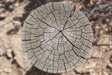 Dry and cracked tree cross section texture on the blurred natural background
