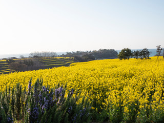 Obraz premium 一面の菜の花とローズマリー