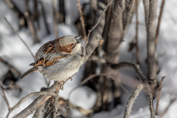 Fun gray and brown sparrow sits on a branch in the park in winter on a blurred gray background