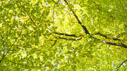Leaves trees forest sun nature