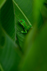 young iguanas resting among the leaves of a banana tree