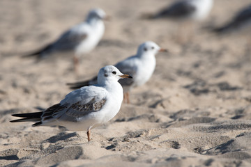 SEeagulls on the beach sand
