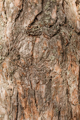 The bark of old pine tree texture, background