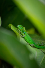 young iguanas resting among the leaves of a banana tree